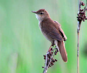 Шатансүүлт (Шагшуургын шатансүүлт)